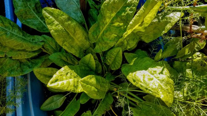 sorrel in tub